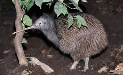 Quel est cet oiseau endémique de la Nouvelle-Zélande, incapable de voler et de la taille d'une poule ?
