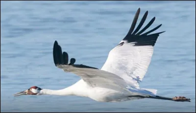 Quel est cet oiseau, le plus grand d'Amérique du Nord avec 2 mètres d'envergure, animal robuste datant de 60 millions d'années dont il ne reste plus qu'environ 300 individus ?