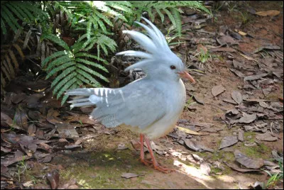 Quel est cet oiseau unique au monde, emblématique de la Nouvelle-Calédonie, incapable de voler et décimé par ses nombreux prédateurs ?