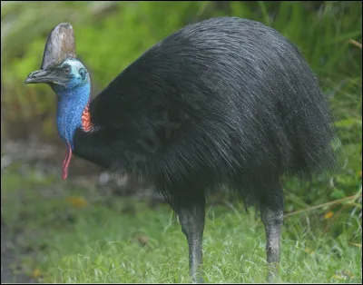 Quel est ce très grand oiseau incapable de voler, pesant jusqu'à 75 kilos avec un casque au-dessus de la tête, animal dangereux pour l'homme, vivant surtout en Indonésie ?