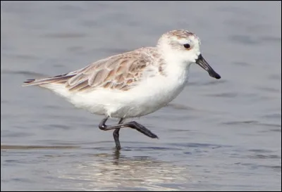 Quel est ce petit oiseau de Sibérie mesurant de 14 à 15 cm, caractérisé par un bec en spatule dont il ne reste plus que 400 individus ?