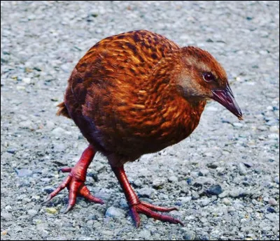 Quel est ce drôle d'oiseau effronté qui ne vole pas mais court et nage très bien, il est endémique de la Nouvelle-Zélande ?