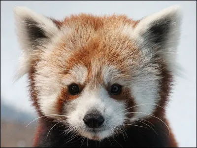 Quel est cet animal ?