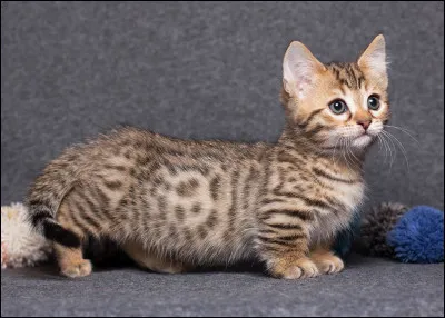 Quel est cet animal ?