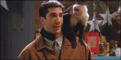 Dans "Friends", le singe de Ross se prénomme :