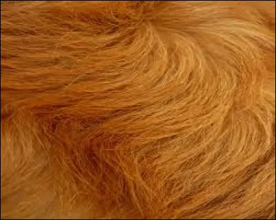 Quelle longueur de poil voudriez-vous quil ait ?