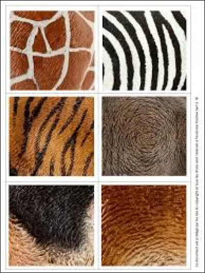 Quelle couleur de poil préférez-vous ?