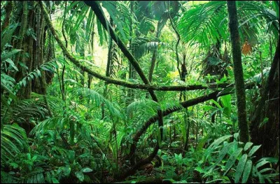 A qui peut-on associer le th&egrave;me de la jungle ?