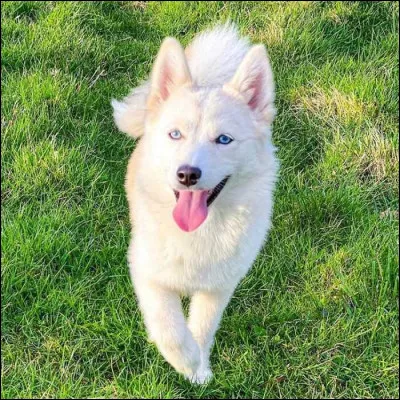 Yuki est le nom du chien de quel Cro&ucirc;ton ?