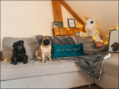 Comment s'appellent les chiens de Pidi et Valouzz ?