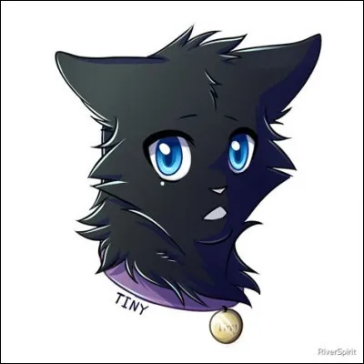 Quand j'étais chat domestique, comme j'étais le plus petit, je subissais les moqueries de mon frère et de ma soeur. Pour leur prouver que j'étais courageux, je suis allé dans la forêt. Un jour ma sur me dit "tu sais, les chatons dont personne ne veut, on les jette dans la rivière". Je m'enfuie alors dans la forêt, je rencontre alors la patrouille de Lune Bleue, Griffe d'Épine et Nuage de Tigre..