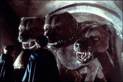 Qu'est-ce qui calme Touffu ?