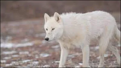 En quelle année le loup a été réintroduit ?