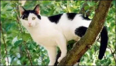 Comment se nomme le voisin de Rusty ?