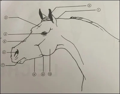 Identifiez la partie du cheval numéro 9.