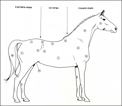 Identifiez la partie du corps B.