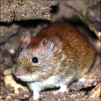 Quel terme d&eacute;signe plusieurs rongeurs courants en Europe qui ont en commun un corps trapu, une queue courte, des petites oreilles et une fourrure brune ?