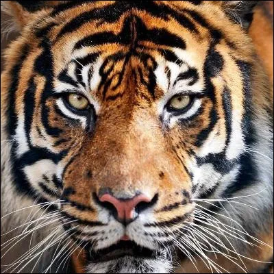 Quelle chanteuse a sorti les singles "Teenage Dream" et "Roar" ?