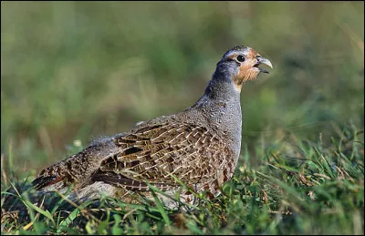 Dans la mythologie grecque, qui était la mère de Talos ?