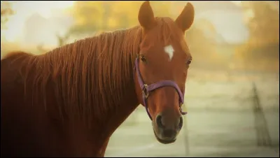 Quel est le nom scientifique du cheval ?