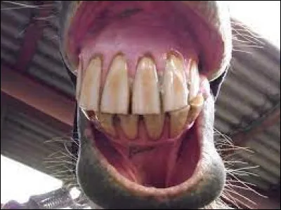 Comment s'appelle l'objet qu'on met dans la bouche du cheval pour le monter ?