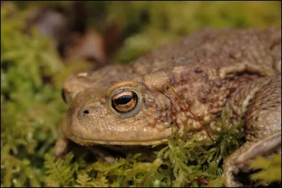 Comment s'appelle le crapaud de Neville ?