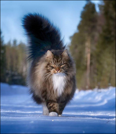 Quel est le plus gros chat et combien p&egrave;se-t-il ?