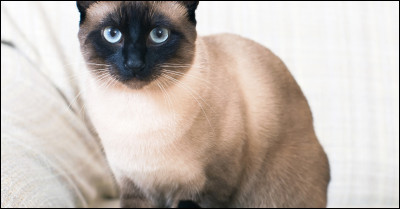 Quelle est cette race ?