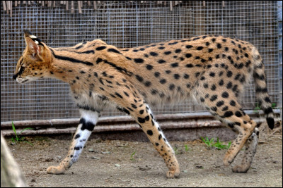 Combien mesure un savannah ?