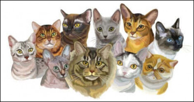 Combien y a-t-il de races de chats ?