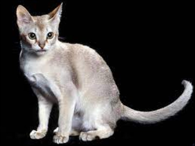 Quel est le plus petit chat et combien p&egrave;se-t-il ?