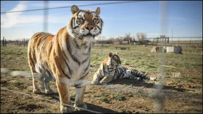 Comment appelle-t-on le petit du tigre et de la lionne ?