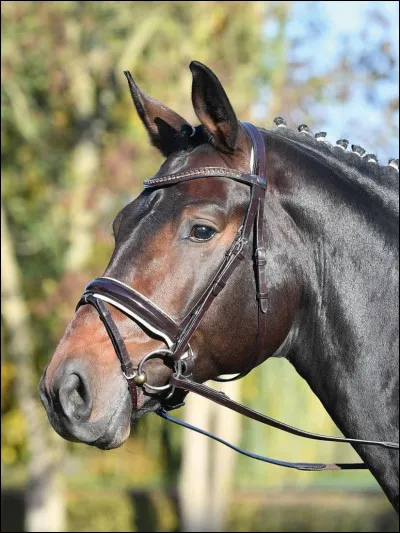 Pour aider le cheval à mettre la bride il faut...