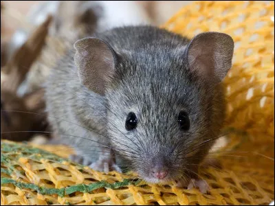 Lequel mange souvent des souris ?