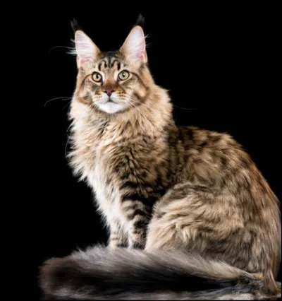 Si tu &eacute;tais un chat, tu serais plut&ocirc;t�