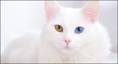 Tu aurais les yeux�