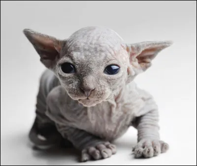 De quelle couleur serais-tu ?