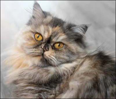 Et pour finir, de quelle race voudrais-tu &ecirc;tre ?