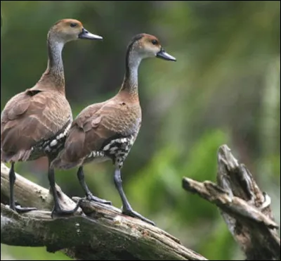 &Agrave; sa naissance le b&eacute;b&eacute; canard fait un je&ucirc;ne de�
