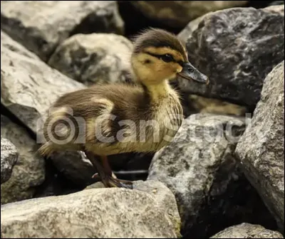 Le dendrocygne &agrave; lunules est une esp&egrave;ce�