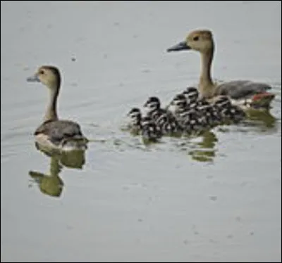 Quel est l�autre nom du dendrocygne des Antilles ?