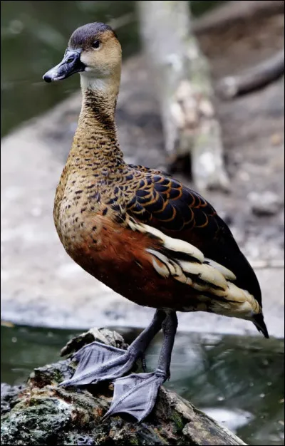 Quel est le canard le plus beau ?