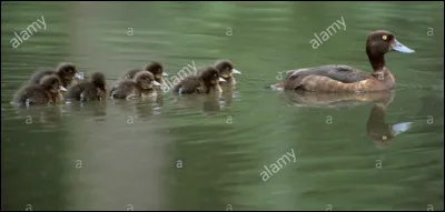 Quel est le canard le plus rare ?