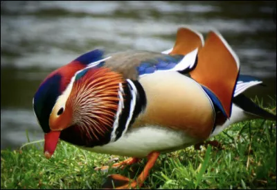 Quel est le canard le plus rapide ?