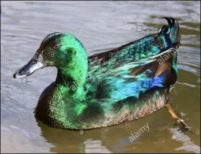 Quel est le canard le plus gros ?