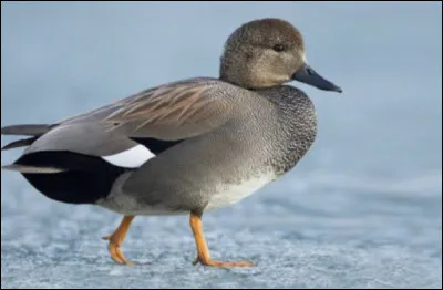 Quelle est la taille moyenne du canard chipeau (c�est celui qui est sur l�image) ?