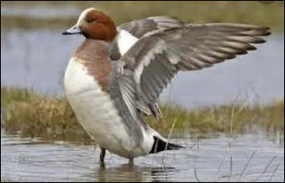 Comment s�appelle la femelle du canard ?