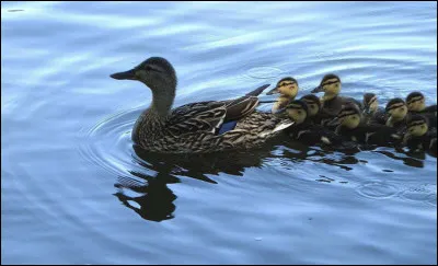 Comment s’appellent les petits des canards ?