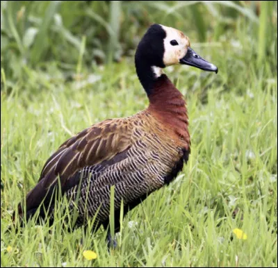 Quel fruit peuvent manger les canards ?