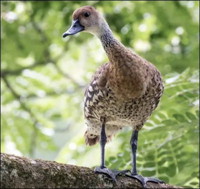 Quelle est l�esp&egrave;ce la moins connue ?